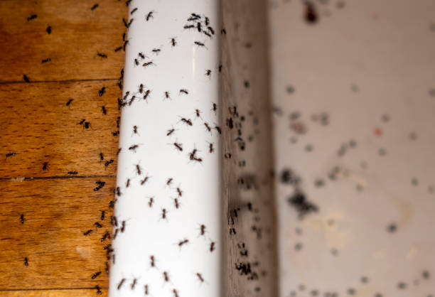 Best Exterminator Services  in Granville South, OH
